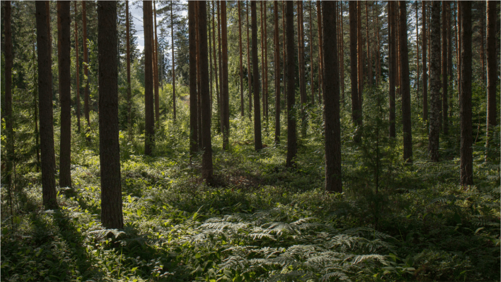 An image of a green forrest. 
